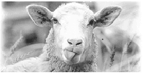 Sheep Picture